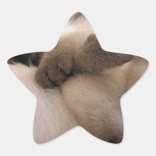 Tweeling Aait Huiskat Mooie Siamese Kitten Ster Sticker