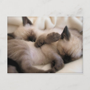 Tweeling Huisdier Kat Schattige Siamese Kitten Briefkaart