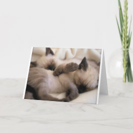 Tweeling Huisdier Kat Schattige Siamese Kitten Feestdagen Kaart