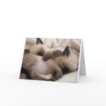 Tweeling Huisdier Kat Schattige Siamese Kitten