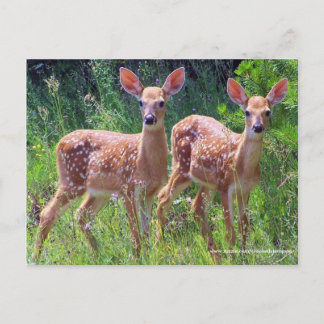 Tweelingbaden in de Hawkweed, whitetail Postcar Briefkaart