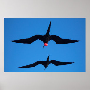 Tweevoudig bevruchte vogels poster