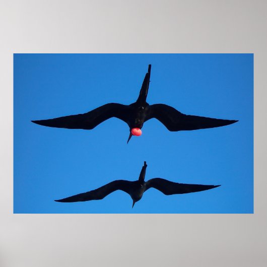Tweevoudig bevruchte vogels poster (Voorkant)