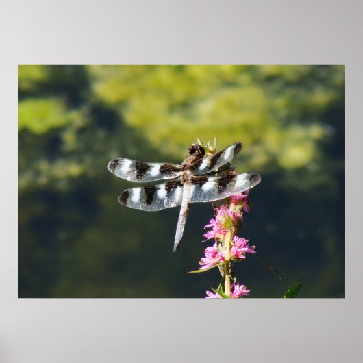 Twelve Spotted Skimmer Dragonfly Poster (Voorkant)