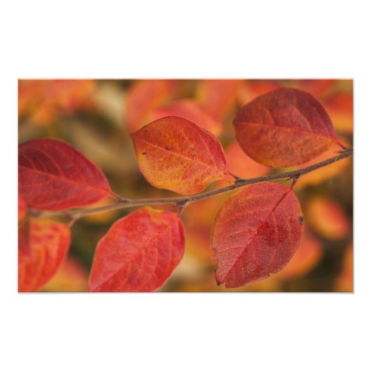 Twig bedekt met herfstbladeren foto afdruk (Voorkant)