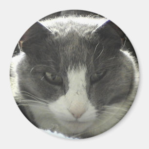 Twiggy Cat Magneet