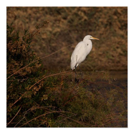 Twilight Egret Perfect Poster (Voorkant)