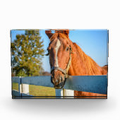 Twilight-Roos | Thoroughbred Race Horse Fotoblokken (Voorkant)