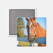 Twilight-Roos | Thoroughbred Race Horse Magneet (Voorkant / Achterkant)