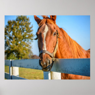 Twilight Rose Volbloed Renpaard Poster