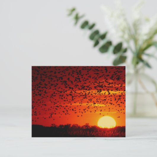 Twilight Soar van merels in het Quivira Briefkaart (Staand voorkant)