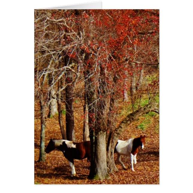 Twin Brown and White Horses (Voorkant)