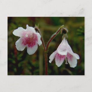 Twin Flower Blossom, Unalaska Island Briefkaart