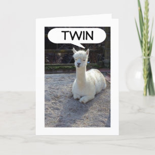TWIN-LAMA VERTELT DAT NIEMAND EEN BETERE TWEELING KAART