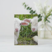 Twin Lamb Baby Animal Denken aan jou Briefkaart (Staand voorkant)