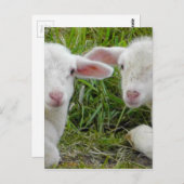 Twin Lamb Baby Animal Denken aan jou Briefkaart (Voorkant / Achterkant)
