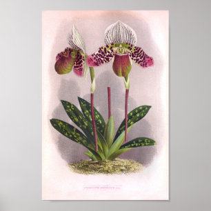 Twin Paars Orchids -Cypripedium Moensianum Poster