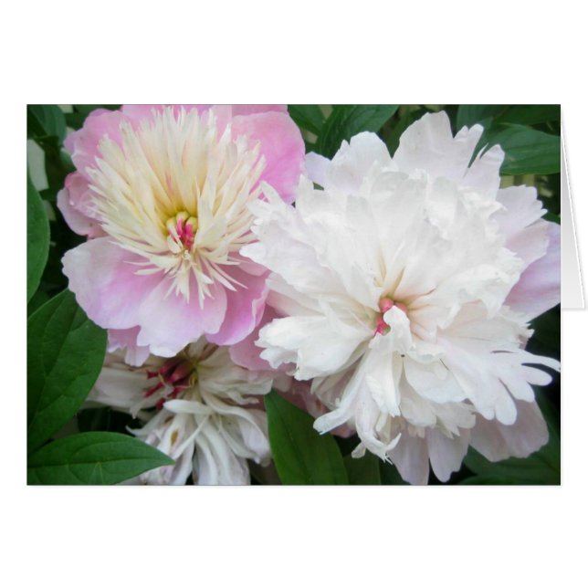 Twin Peonies (Voorkant Horizontaal)