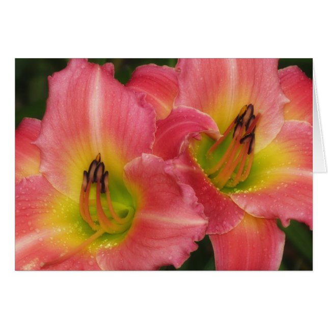 Twin Pinks - Roze Vogue Daylilies (Voorkant Horizontaal)