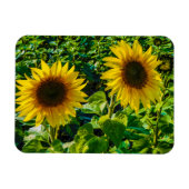Twin Sunflower Magneet (Horizontaal)