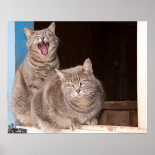Twin Tabbies Poster (Voorkant)