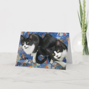 Twin Tuxedo Kittens Verjaardag Kaart