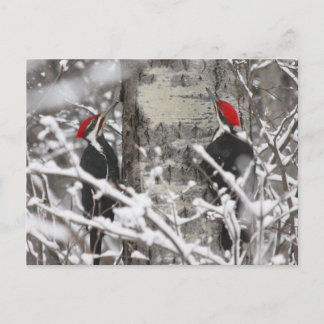 Twin Woodpeckers - Carte postale