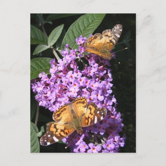 Twins papillon ~ carte postale (Devant)