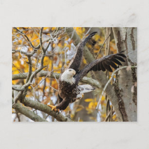 Twist en Launch Eagle Briefkaart