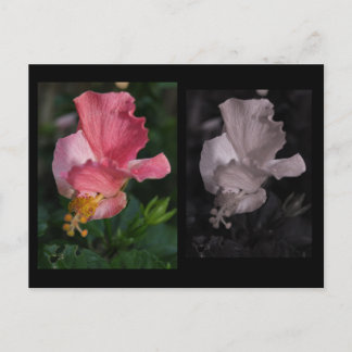 Twisted Hibiscus Briefkaart