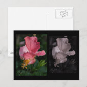 Twisted Hibiscus Briefkaart (Voorkant / Achterkant)