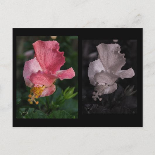 Twisted Hibiscus Briefkaart (Voorkant)