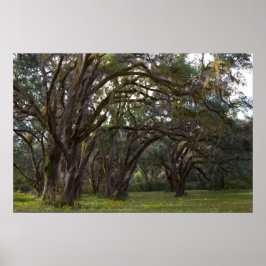 Twisted Live Oaks Print