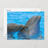 Two bottlenose dolphins briefkaart (Voorkant / Achterkant)
