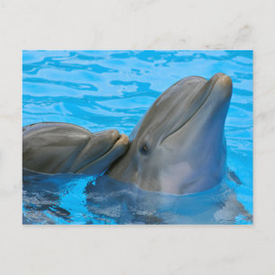 Two bottlenose dolphins briefkaart