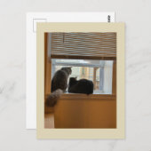Two Cats on Window Briefkaart (Voorkant / Achterkant)