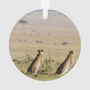 Two cheetahs on the look out
