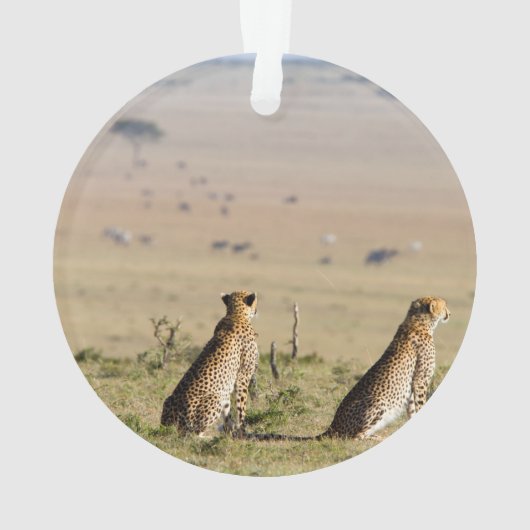 Two cheetahs on the look out (dos)
