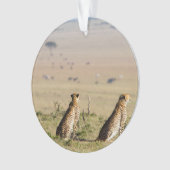 Two cheetahs on the look out (devant)
