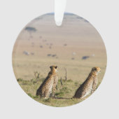 Two cheetahs on the look out (devant)