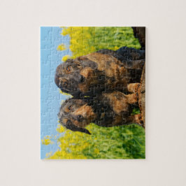 Two Cute Dachshund Dogs Dackel Foto - Game 8x10 Legpuzzel