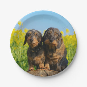 Two Cute Dachshund Dogs Dackel Photo Funny Pets - Papieren Bordje