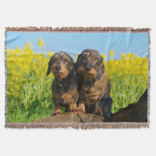 Two Cute Dachshund Dogs Dackel Portrait Foto - Deken