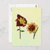 Two Daylilies having a Chat Briefkaart (Voorkant / Achterkant)