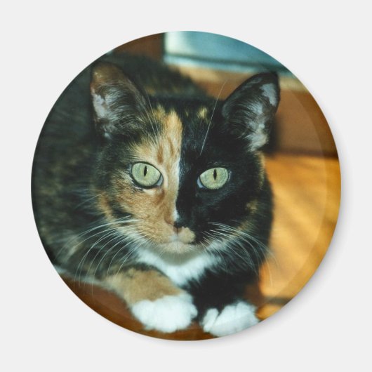 Two Faced Cat Magneet (Voorkant)