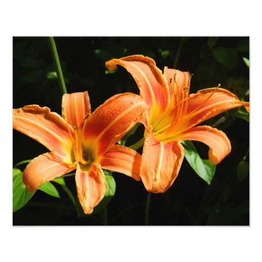 Two Flowers Foto Afdruk (Voorkant)