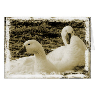 Two Geese