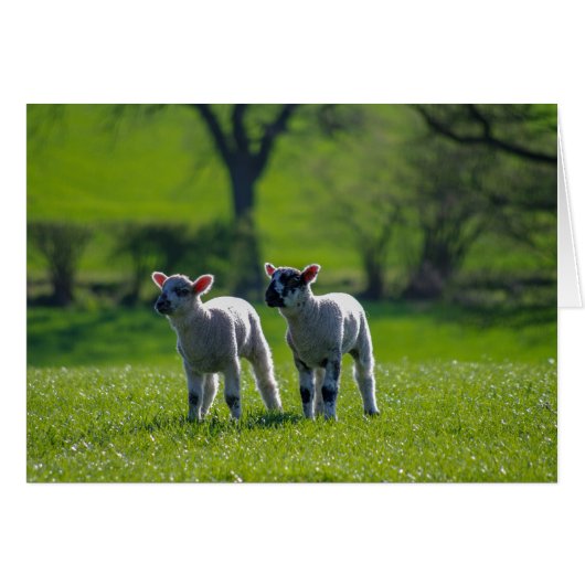 Two lambs lambs (Devant horizontal)