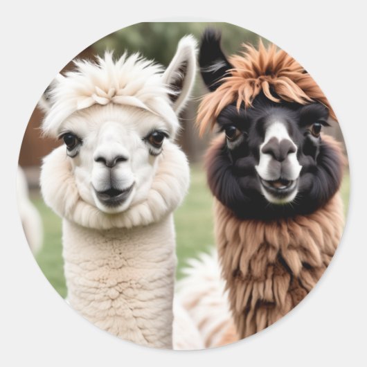 Two Llamas Ronde Sticker (Voorkant)