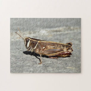 Two-Striped Grasshopper Foto Puzzle met Gift Box Legpuzzel